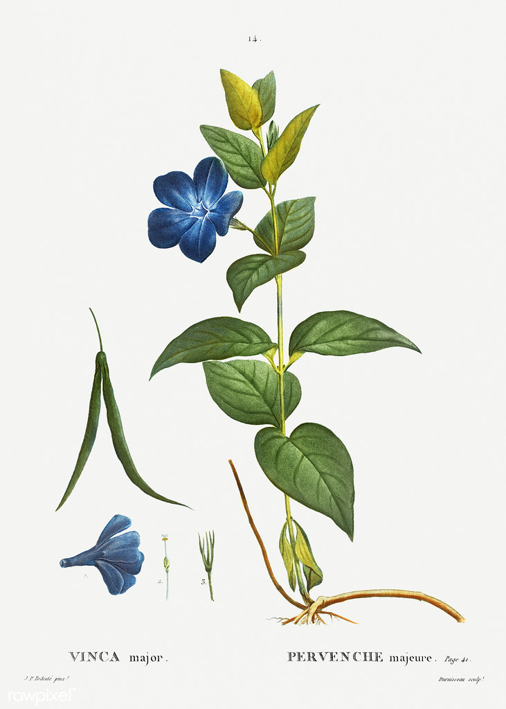 731x1023 The World's Best Photos Of Botanical And Ink