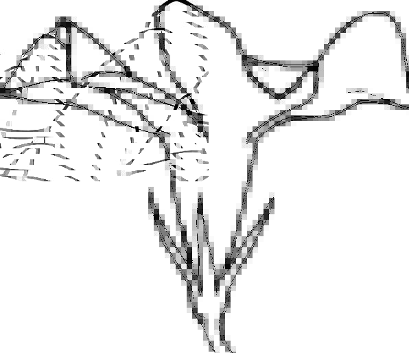 596x514 vinca pixcove