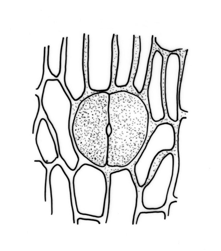 757x860 Flora Of New Zealand Taxon Profile Orthotrichum Cyathiforme