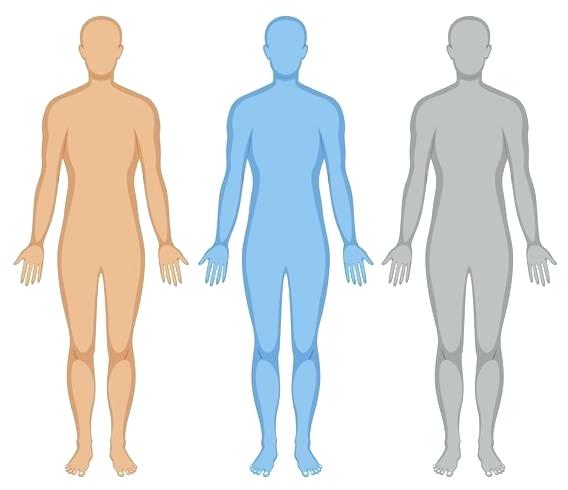 568x490 Human Outline Human Outline Drawing Free