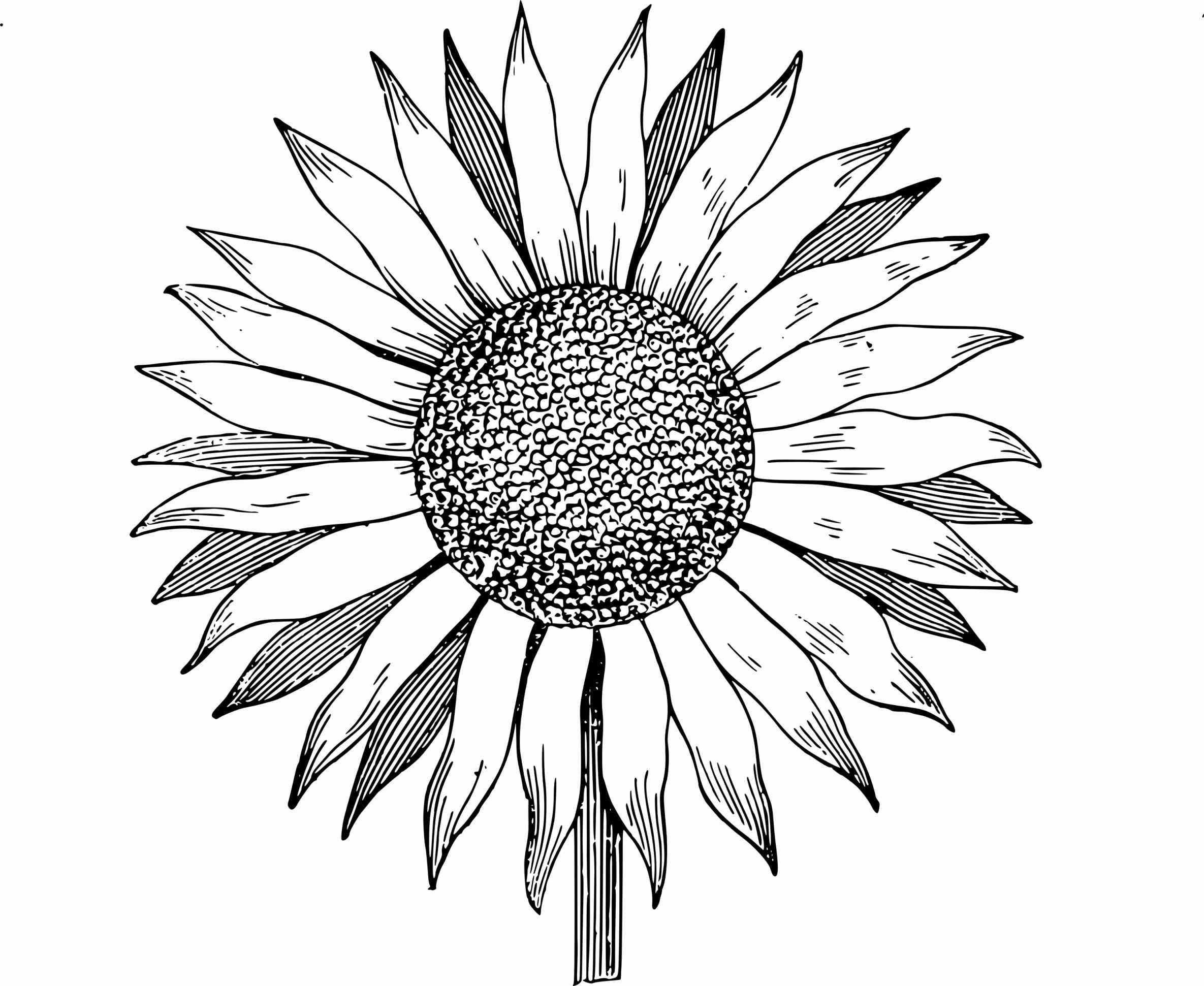 2370x1941 Easy Sunflower Sketches Sunflower Drawing Simple At Getdrawings