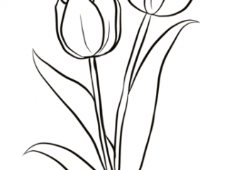 320x240 Tulip Drawings Free Tulip Drawing