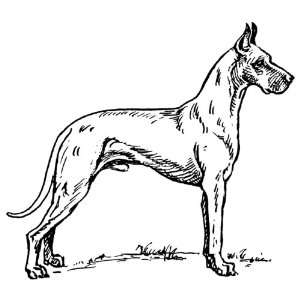 300x300 Personalized Dog Line Drawing Jack On Popscreen