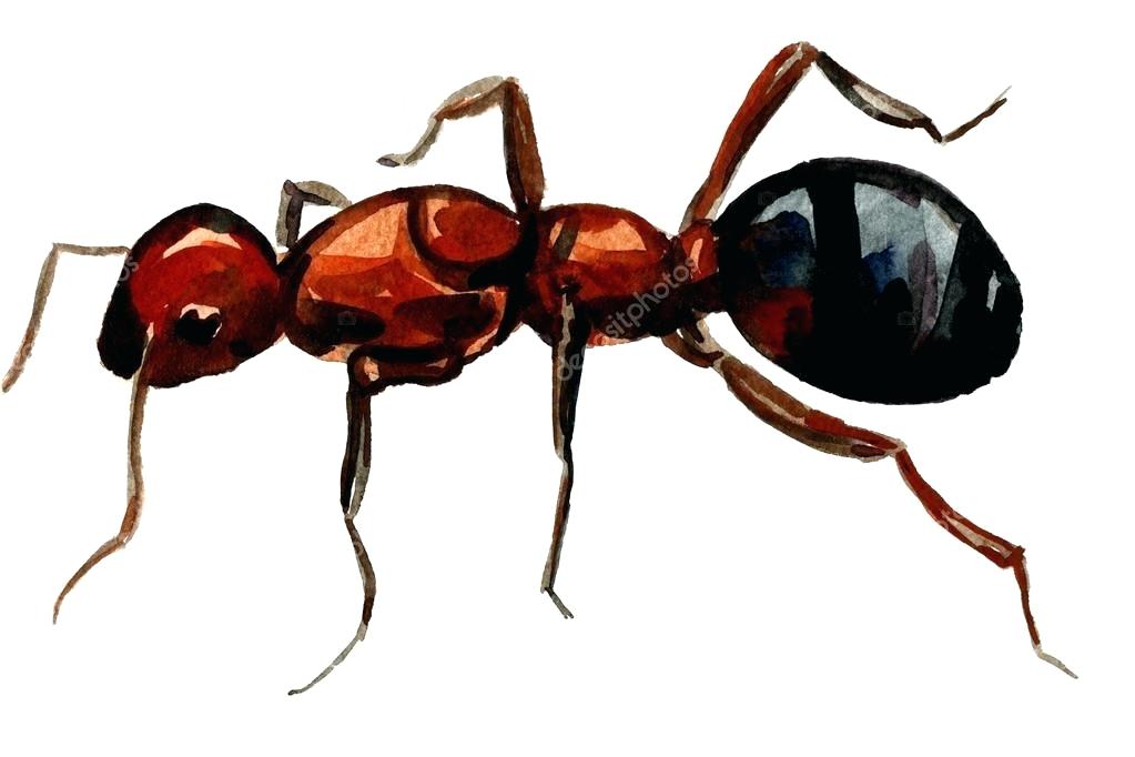 1023x682 drawing of ant speed drawing ant man