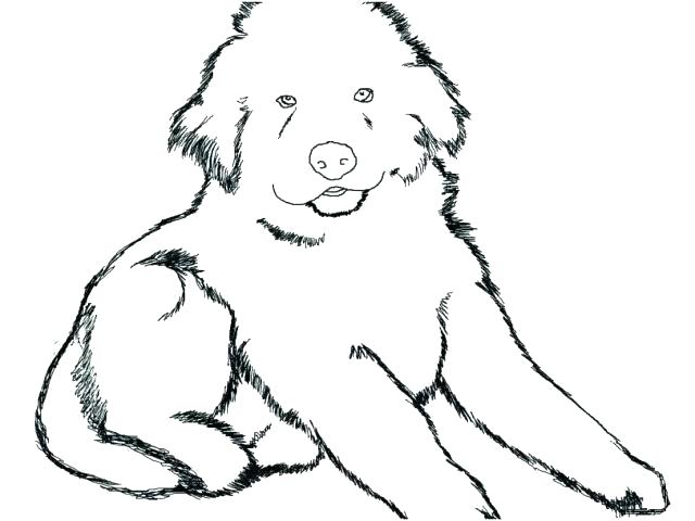 640x480 Pet Animals Free Coloring Pages Printable
