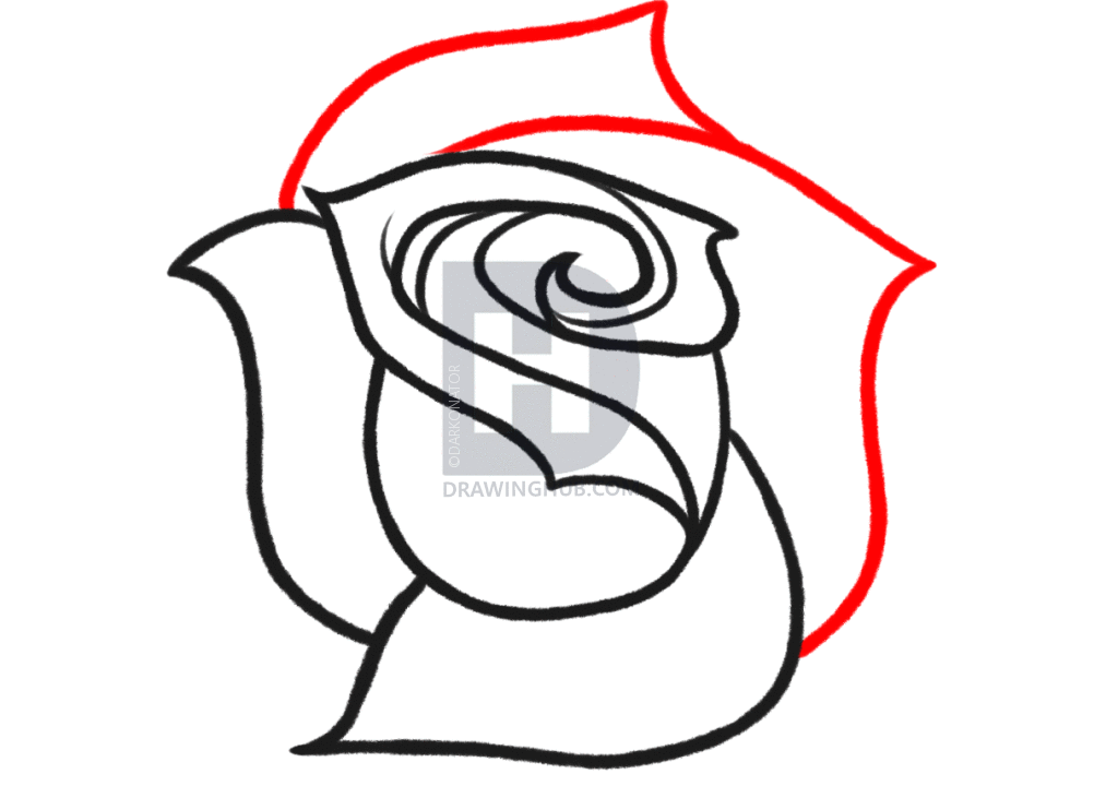 1002x720 How To Sketch A Rose, Step