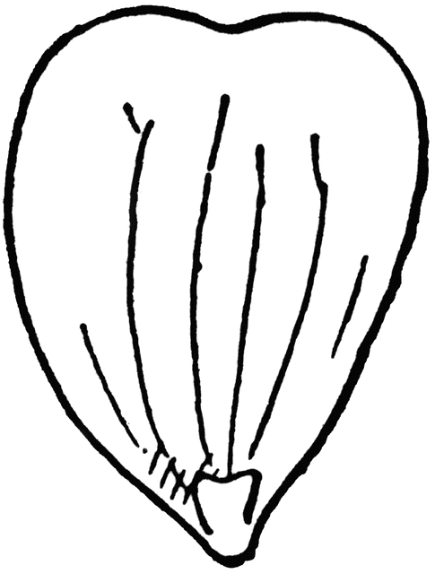 485x640 Petal Of Buttercup, With Glands Clipart Etc