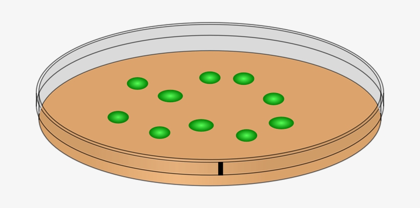 820x407 Petri Dish Innoculation Bacteria Bacterial