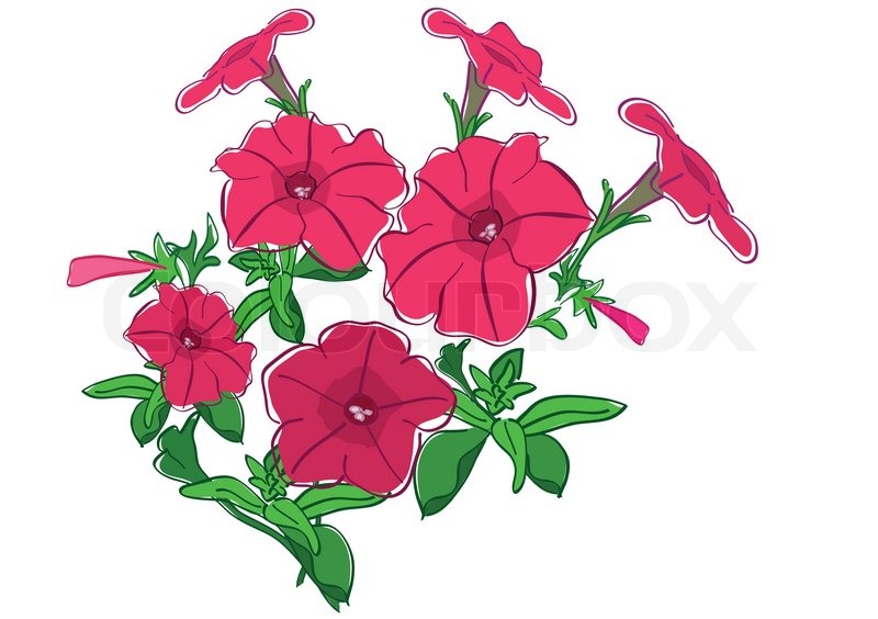 800x564 Group Of Summer Flowers