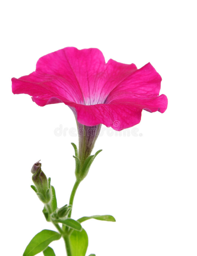 691x900 petunia flower cliparts clip art