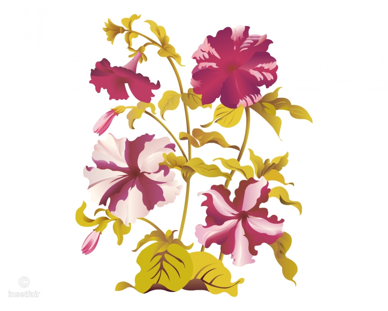 1600x1281 petunia flowers vector drawing with adobe flash