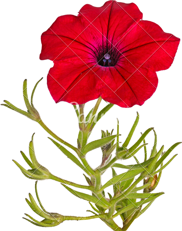 628x800 red petunia flower isolated on white
