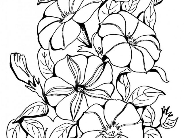 Petunia Flower Drawing | Free download on ClipArtMag