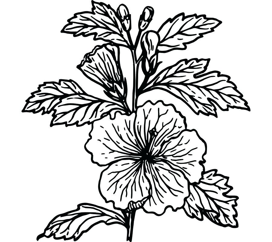 Petunia Flower Drawing | Free download on ClipArtMag