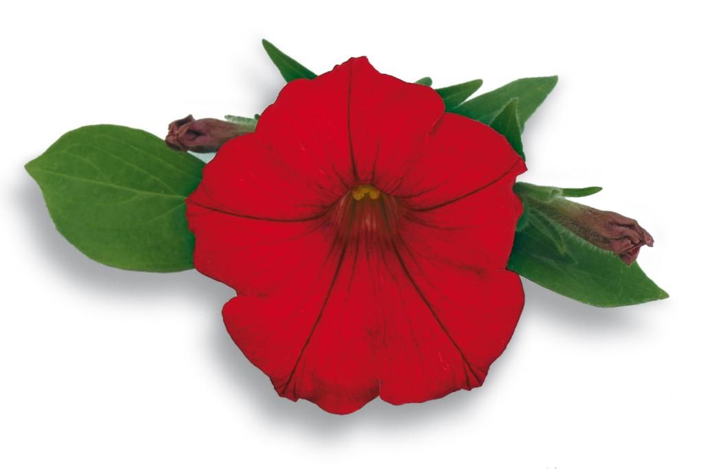 1024x683 Petunia Flower Cliparts Free Download Clip Art