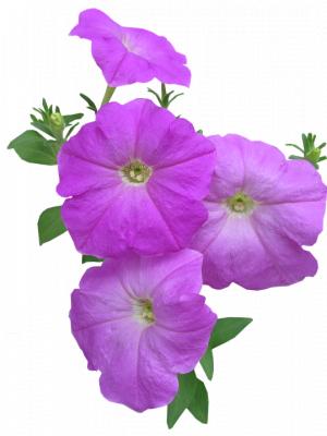300x400 Petunia Tumblr Flower Clipart