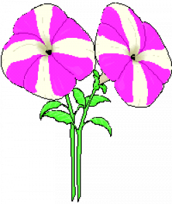 250x296 Purple Wave Petunia Pictures And Cliparts, Download Free