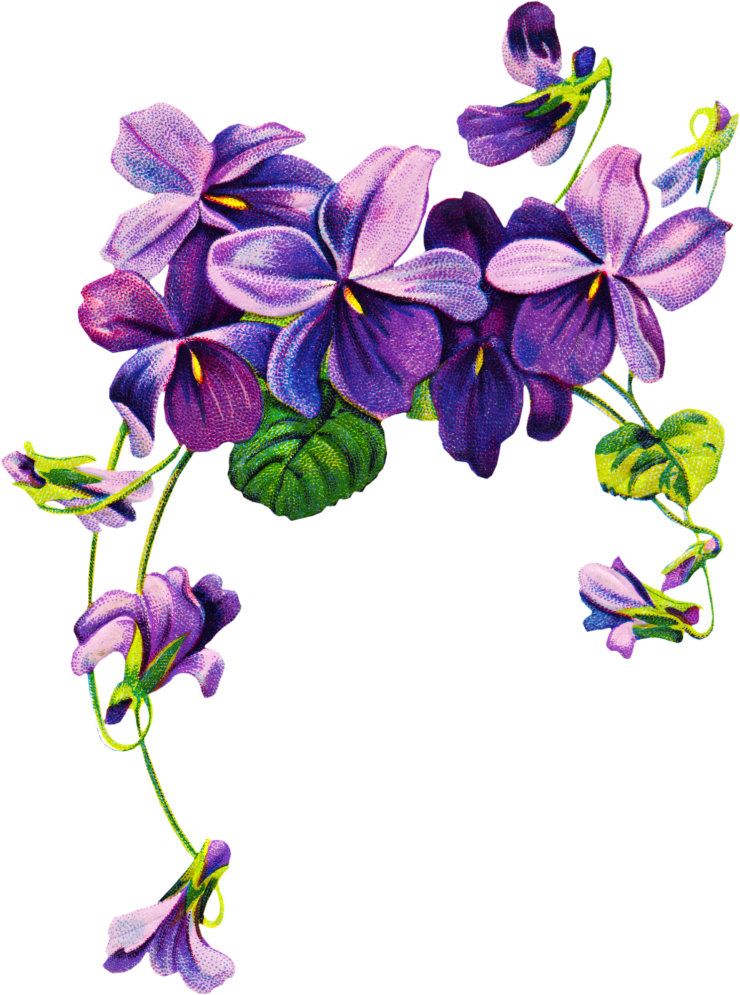 1487x2000 Violet Flower Drawing Pictures And Cliparts, Download Free