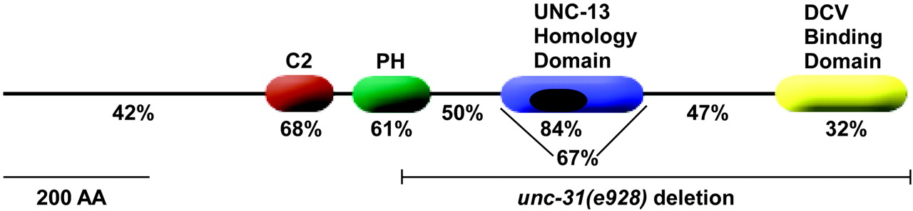 1280x297 Presynaptic Unc
