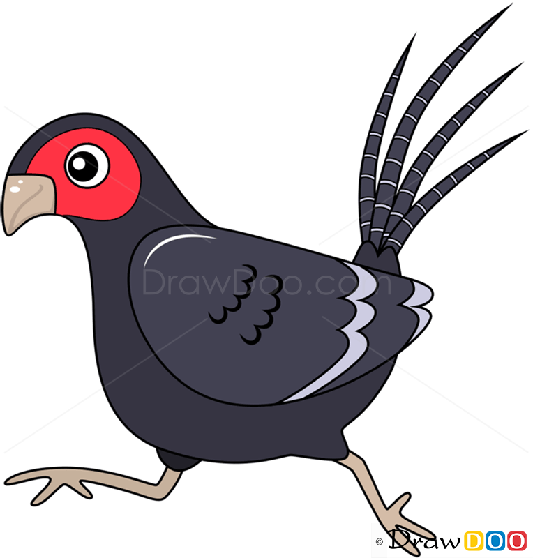 764x800 how to draw pheasant, birds