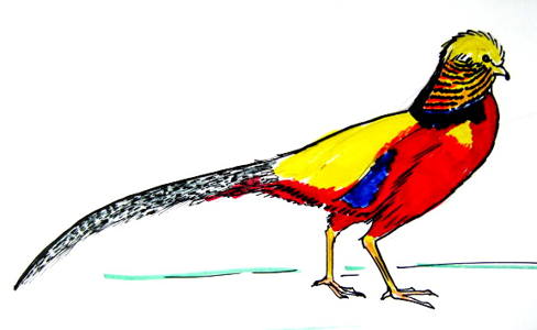 488x300 how to draw a pheasant