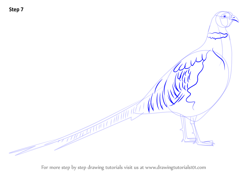 844x598 learn how to draw a common pheasant