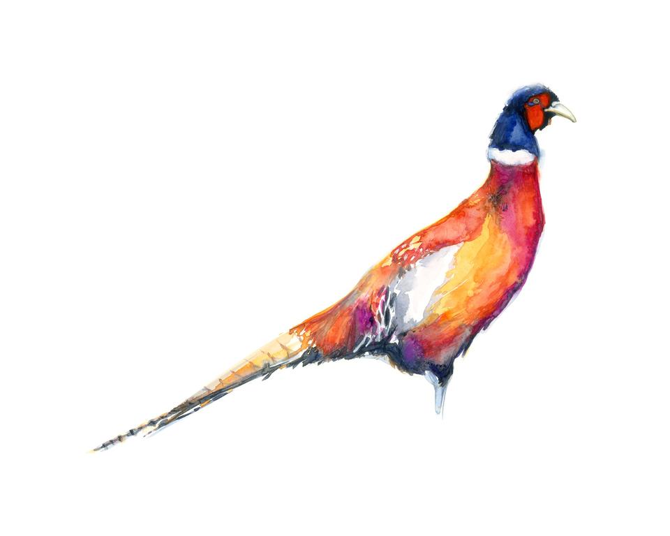 960x768 pheasant shana frase studio