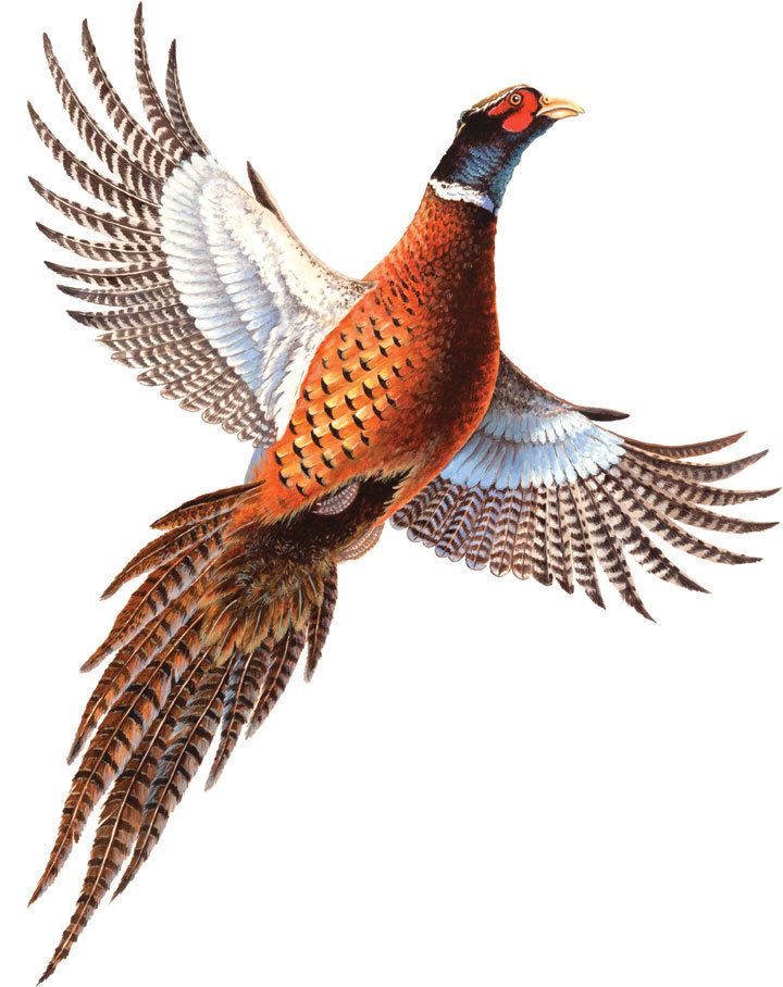 720x908 pheasant car magnet auto truck safe new hunting tall flying