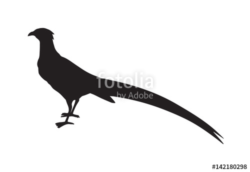 500x344 Pheasant Vector Drawing Stock Image And Royalty Free Vector