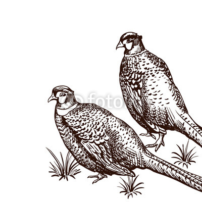400x400 Background With Pheasants Buy Photos Ap Images Detailview