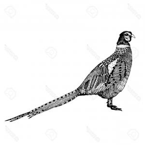 300x300 Photostock Vector French Partridge Game Bird Pheasant Family