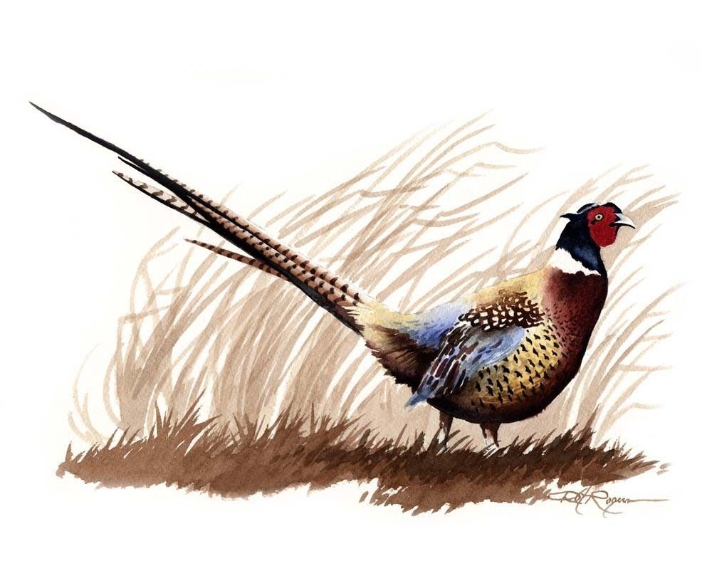 1000x812 Ring Necked Pheasant Drawing