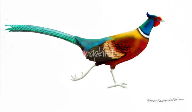 650x381 Running Pheasant