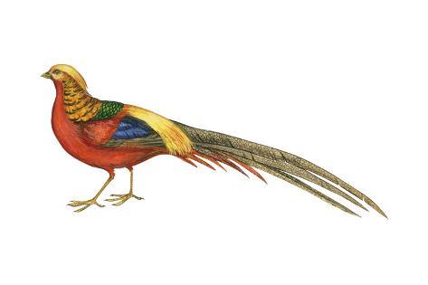 473x315 golden pheasant