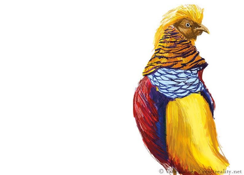 794x569 golden pheasant print bird illustration digital drawing etsy