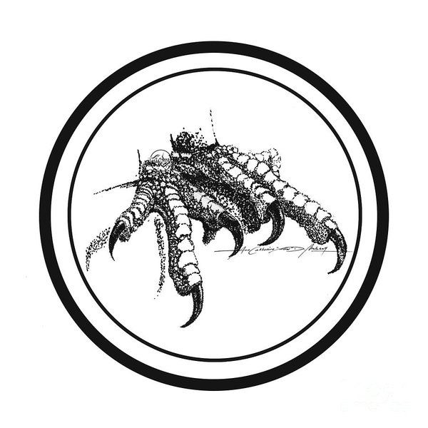 600x600 Philippine Eagle Drawings Fine Art America