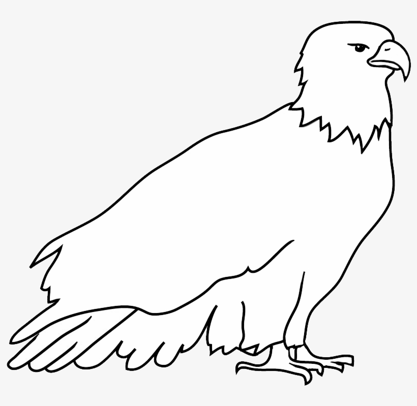 820x799 Resting Bald Eagle Drawing