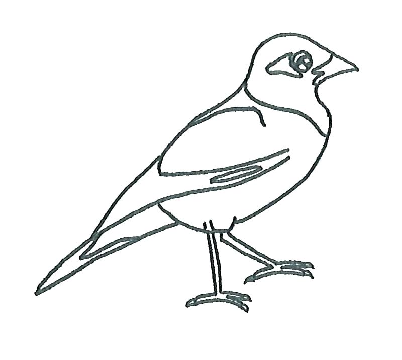 800x715 Bird Drawing Simple For Kids Cartoon Fundamentals How To Draw