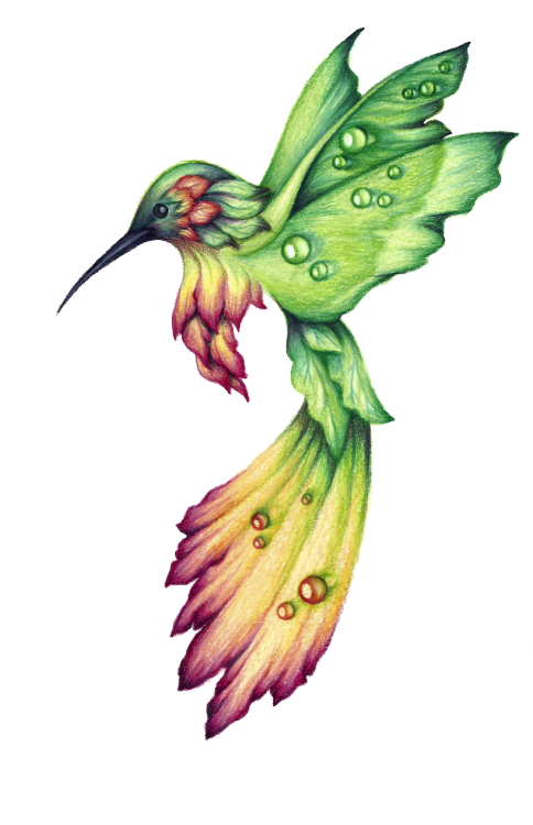 484x750 Hummingbird Drawings