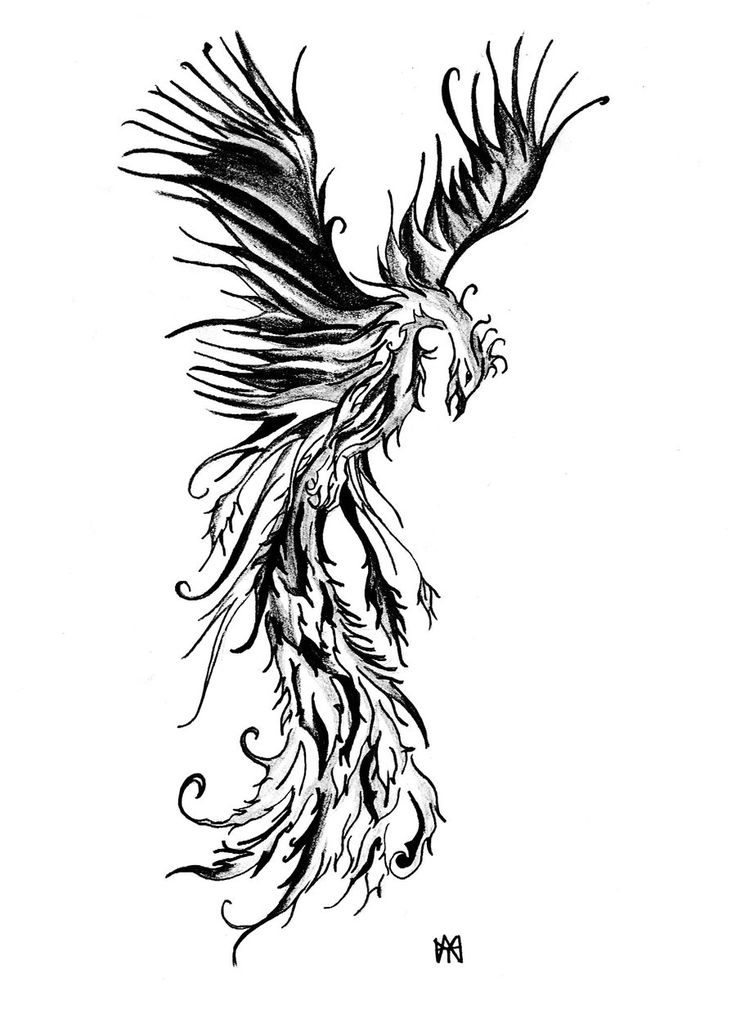 736x1009 drawn phoenix phoenix tattoo