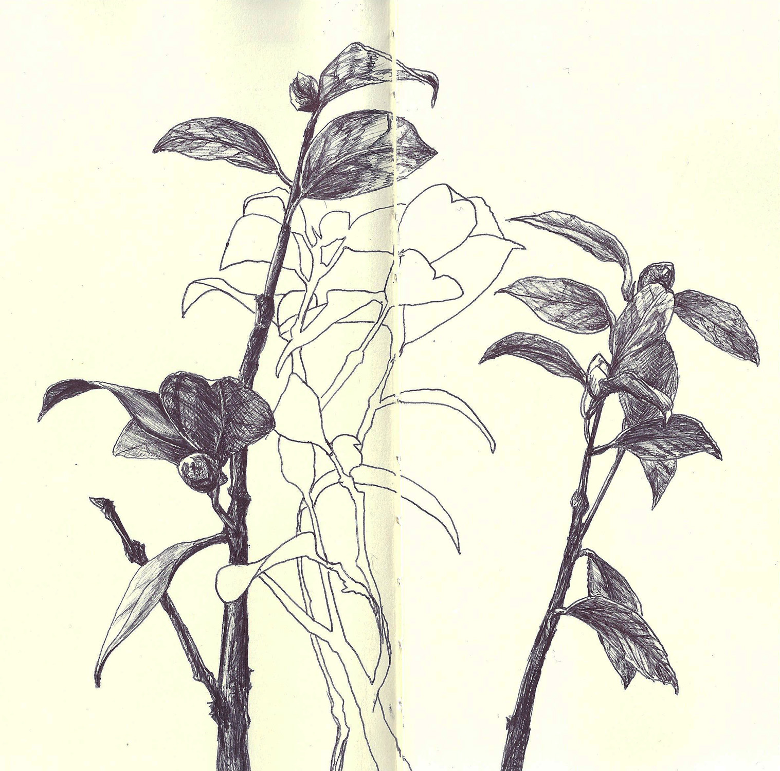 1517x1500 Sketchbook Journal Drawing Krystal Booth Fine Art