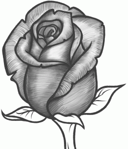 260x302 How To Draw A Rose Bud, Rose Bud, Step