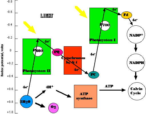 511x399 Collection Of Free Photosynthesis Drawing Light Energy Download