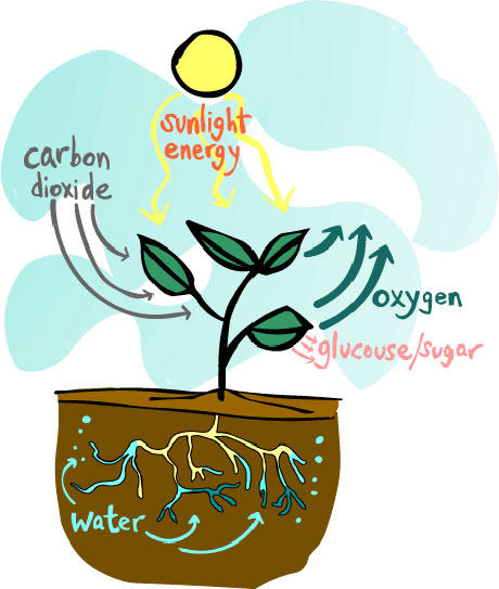 460x543 How Plants Make Their Own Food Photosynthesis Natural Science