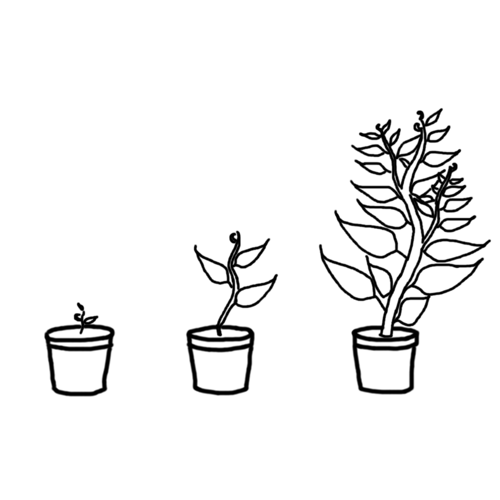 1000x1000 Photosynthesis, Nutrients, Soil Basic Plant Information