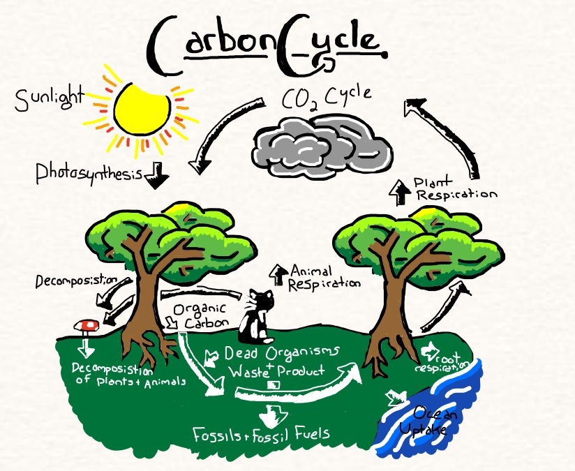 824x675 photosynthesis and cellular respiration