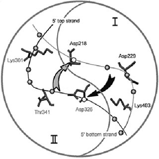 320x320 schematic drawing of the catalytic centres of pi sce i the two