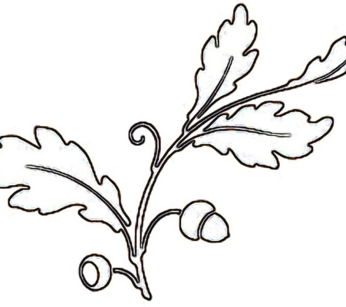 678x600 Fall Tree Outline Coloring Page