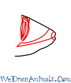 300x350 How To Draw A Picasso Triggerfish