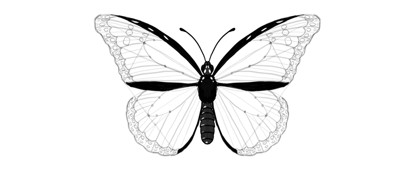 850x346 How To Draw A Butterfly Step